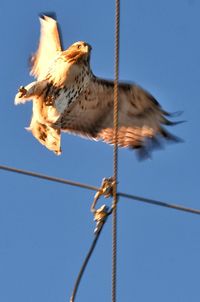 Low angle view of eagle flying against clear blue sky