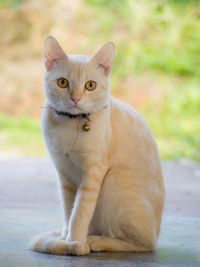 Portrait of cat sitting outdoors