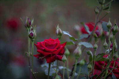 Close-up of red roses growing on plant