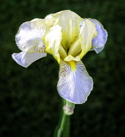 Close-up of white flower blooming outdoors