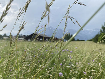 Close-up of grass on field against sky