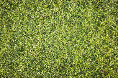 Full frame shot of grass on field