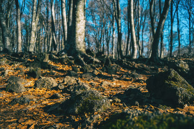 Scenic view of forest