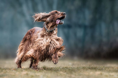 Dog running on grassy field