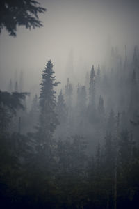 Scenic views of the temperate rainforest with mist and low cloud