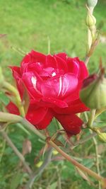 Close-up of red rose blooming
