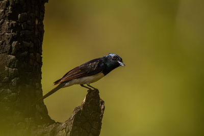 Close-up of bird perching on a tree