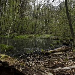 Surface level of trees growing in forest