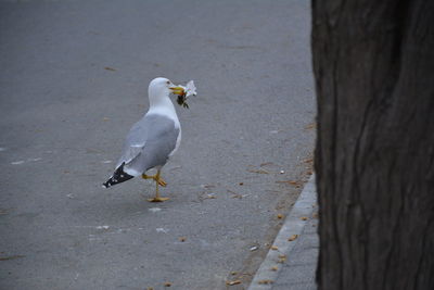 High angle view of bird perching on road