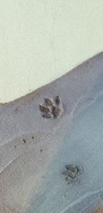 High angle view of crab on beach