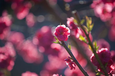 Close-up of pink flowers blooming outdoors