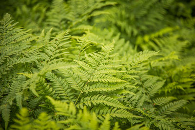 Close-up of fern leaves