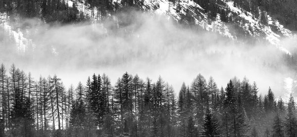 Mountain forest with fir trees and fog