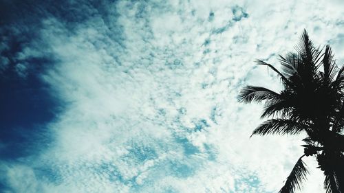 Low angle view of palm trees against sky