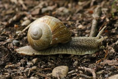 Close-up of snail