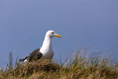 Bird on a land