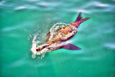 High angle view of fish swimming in sea