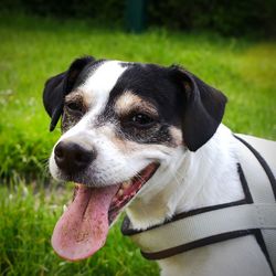 Close-up of dog looking away