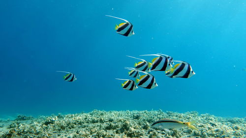 High angle view of fish swimming in sea