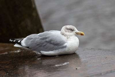 Close-up of seagull perching outdoors