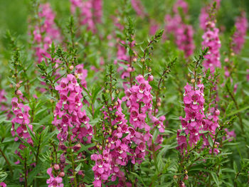 Close-up of pink flowers blooming outdoors