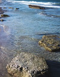 High angle view of crab on shore