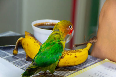 Close-up of parrot perching on hand