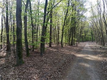 Trees growing in forest