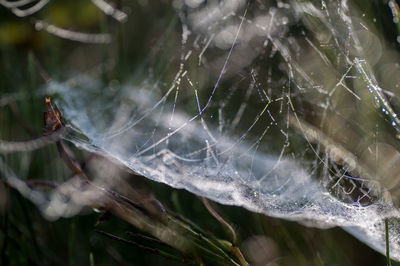 Close-up of spider on web