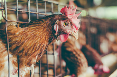 Close-up of a bird