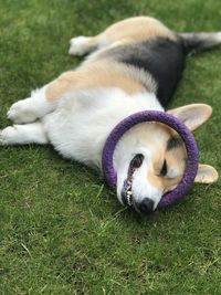 High angle view of dog sleeping on field