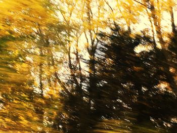 Low angle view of trees in forest