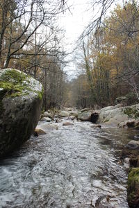 Narrow stream along trees in forest