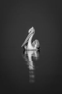 Close-up of bird in lake