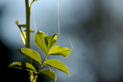 Close-up of leaves on plant