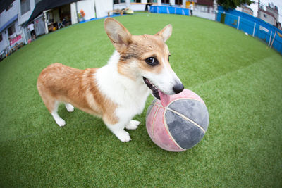 Portrait of dog with ball on grass