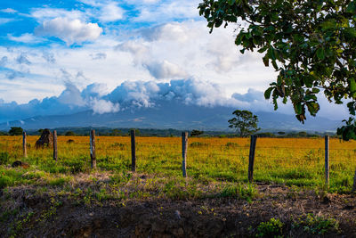 Scenic view of field against sky