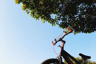 Low angle view of bicycle hanging on tree against clear sky