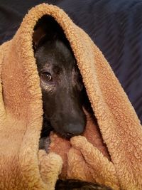 Close-up portrait of a dog