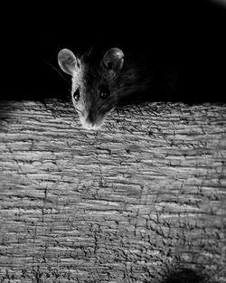 High angle portrait of rat on wooden table