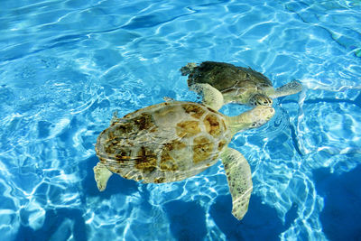 High angle view of sea turtles swimming in sea