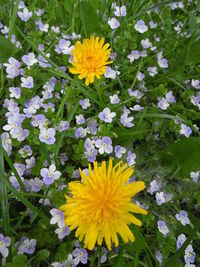 Close-up of yellow flower