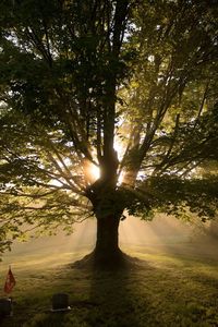 Trees on landscape against sunlight