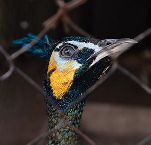 Close-up of a bird