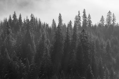 Abstract landscape in the mountains, with fog in the forest, in the morning in rodnei mountains 