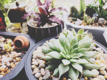 Close-up of potted plant