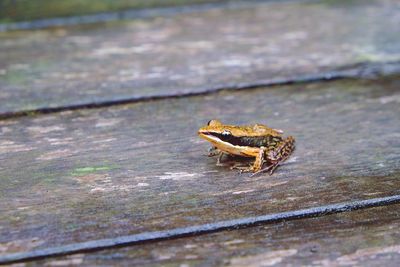 High angle view of frog on wood