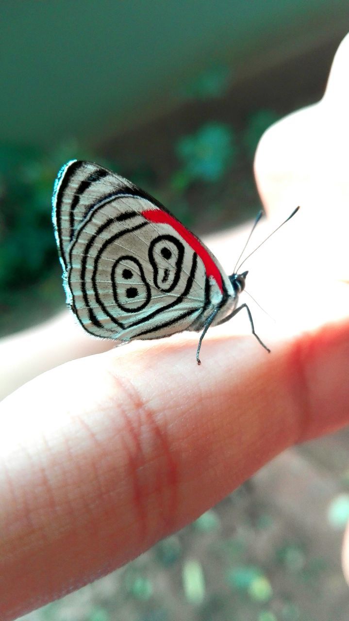 human hand, human body part, one person, human finger, real people, one animal, animals in the wild, animal themes, insect, close-up, holding, unrecognizable person, focus on foreground, day, outdoors, animal wildlife, nature, people