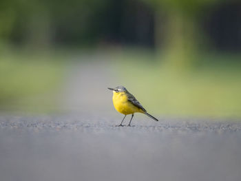 Close-up of yellow wagtail on a street