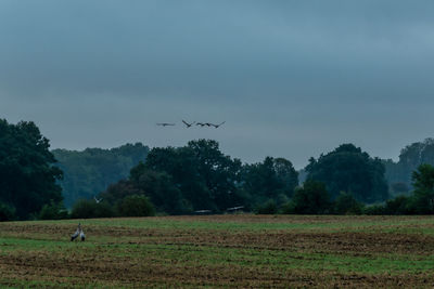 Bird flying over field